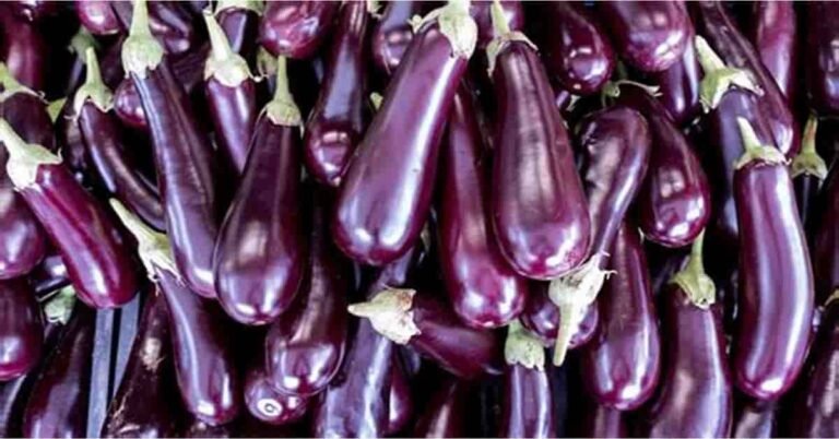 Benefits of Brinjal | Sahil Sir