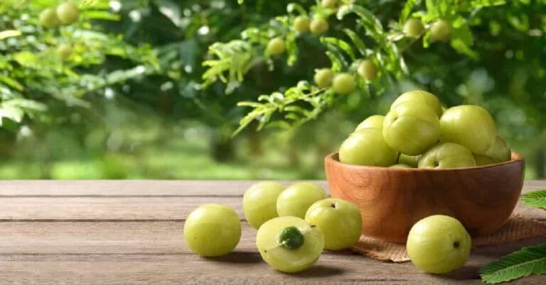 Benefits of Gooseberry | Sahil Sir