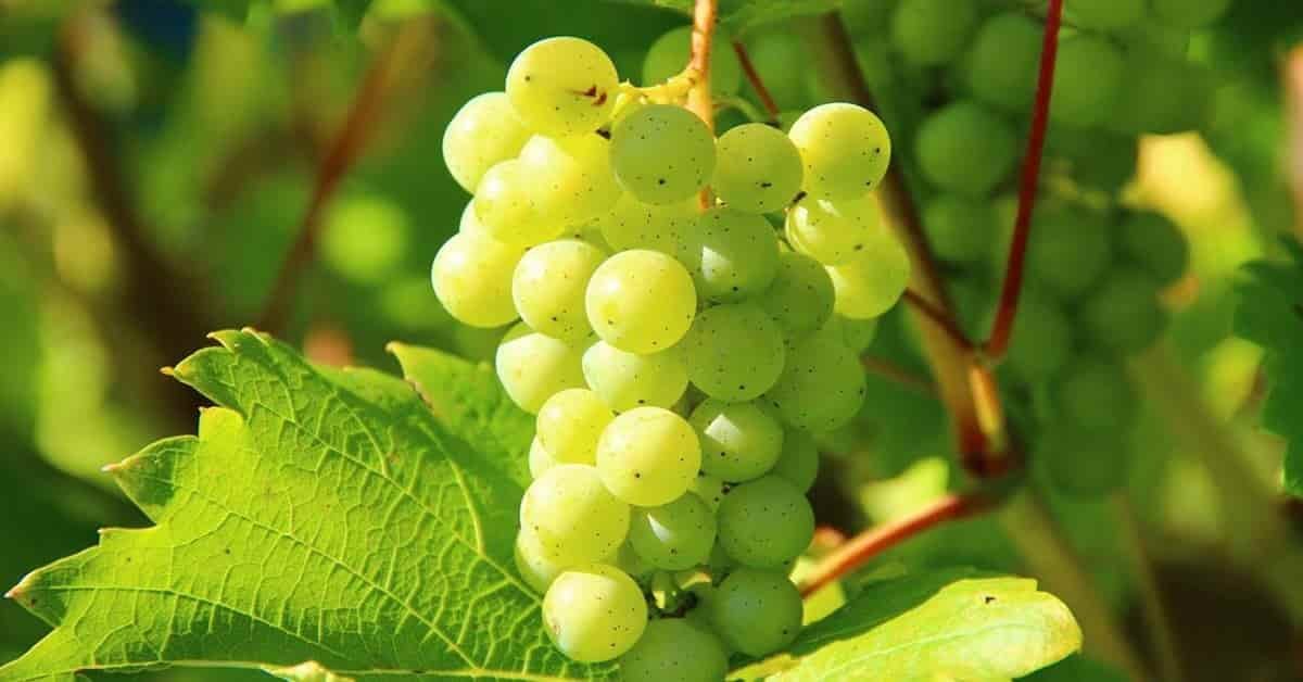 Benefits of Grapes | Sahil Sir