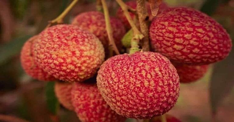 Benefits of Litchi | Sahil Sir