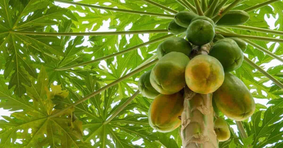 Benefits of Papaya | Sahil Sir