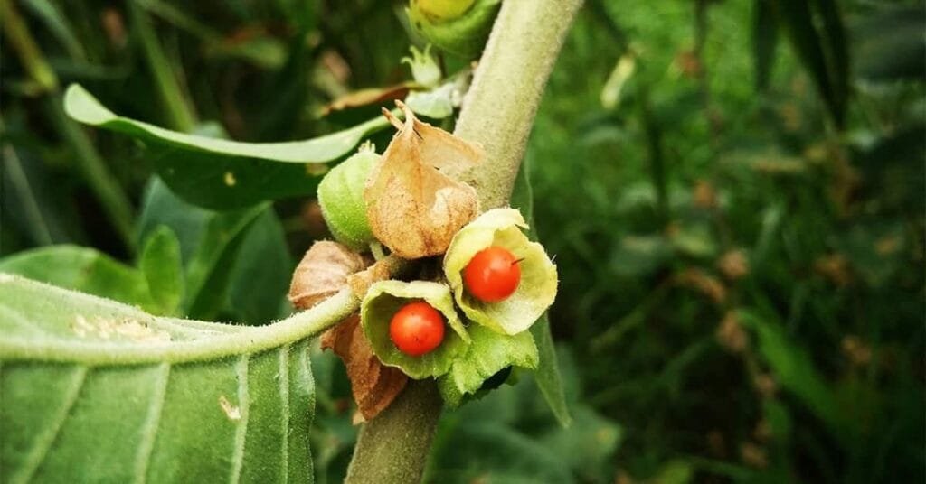 What is Ashwagandha