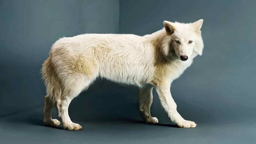 Dire Wolves