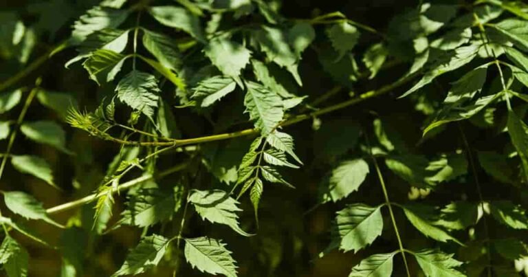 benefits of Neem