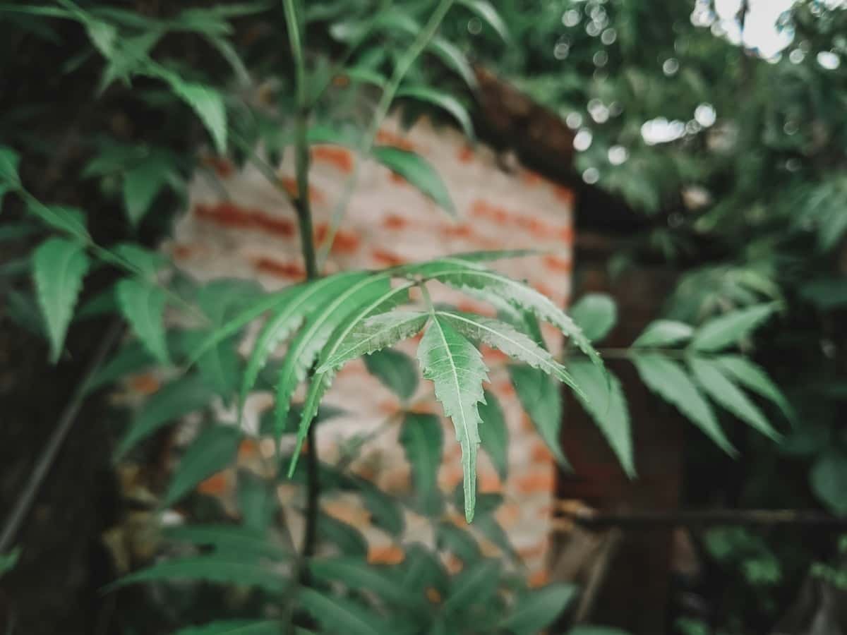 benefits of Neem