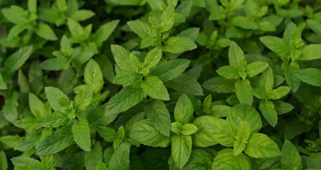 benefits of Tulsi