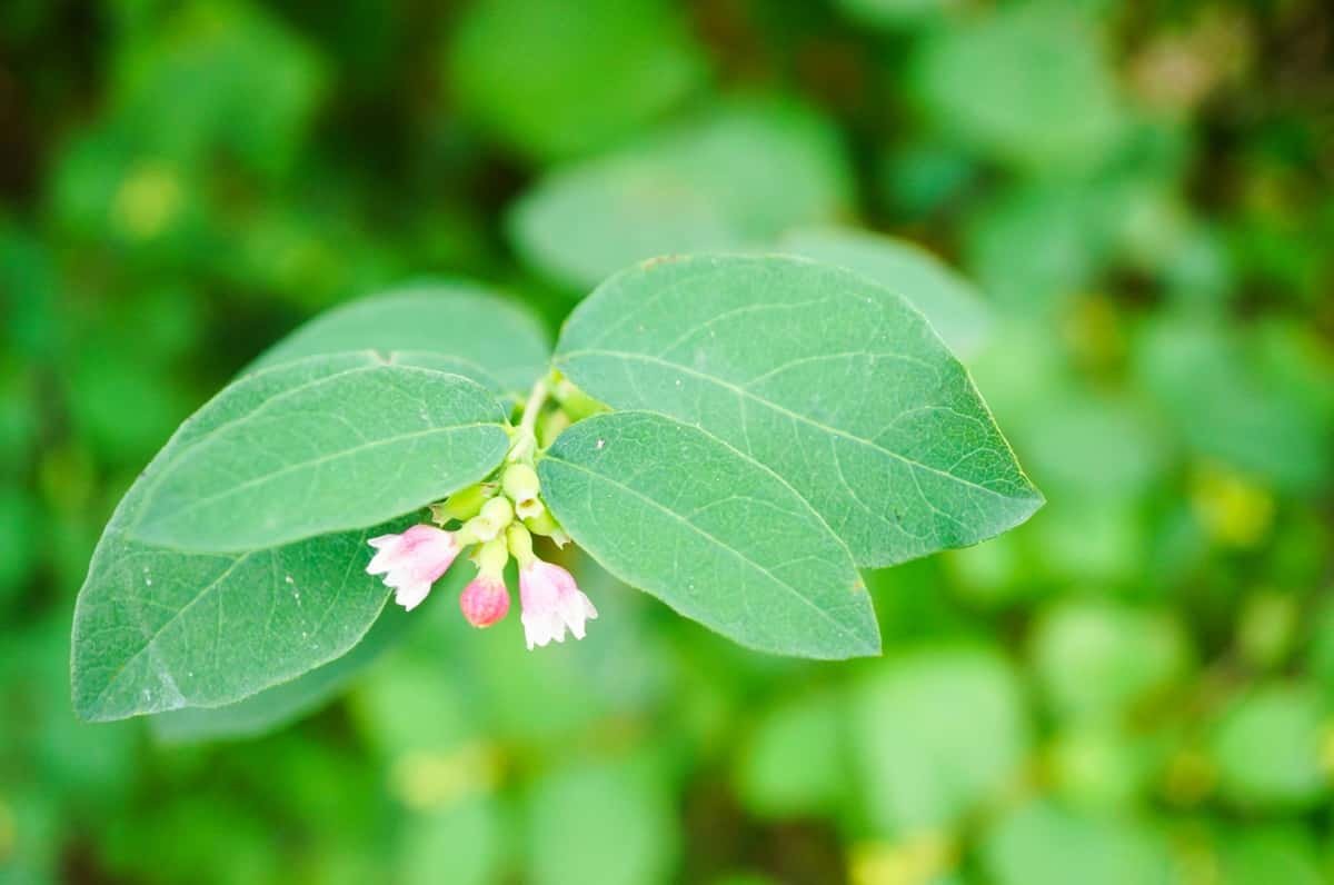 Important Ayurvedic Herbs: Ashwagandha