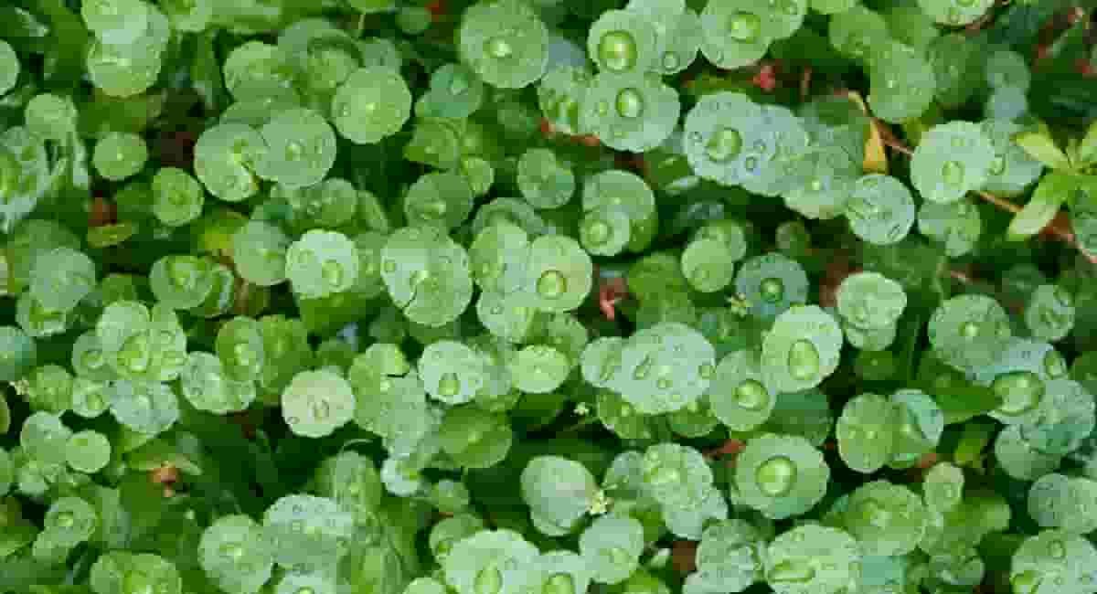 Important Benefits of Brahmi