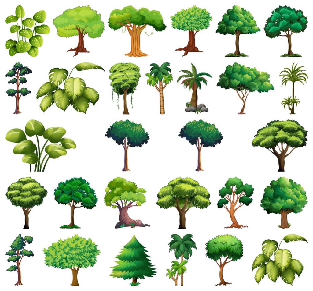 Tree Names in English and Hindi