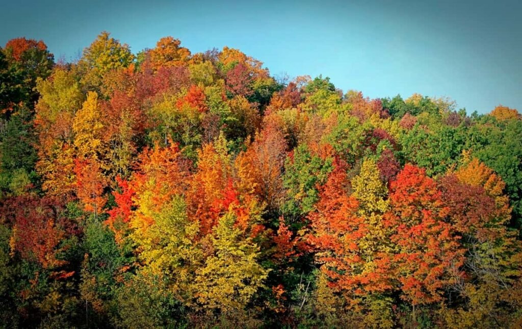 Tree Names in English and Hindi: Deciduous Trees