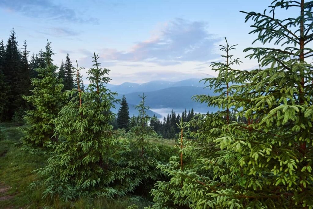 Tree Names in English and Hindi: Coniferous Trees