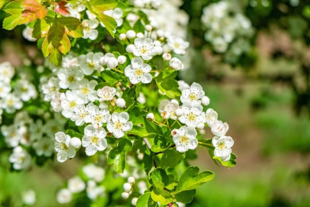 Tree Names in English and Hindi: Flowering Trees