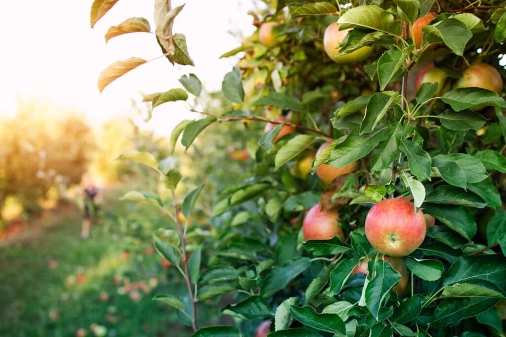 Tree Names in English and Hindi: Fruit Trees