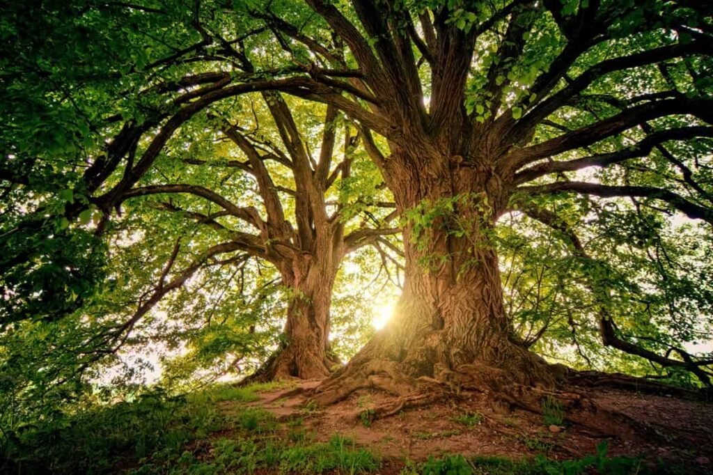 Tree Names in English and Hindi: Banyan Tree
