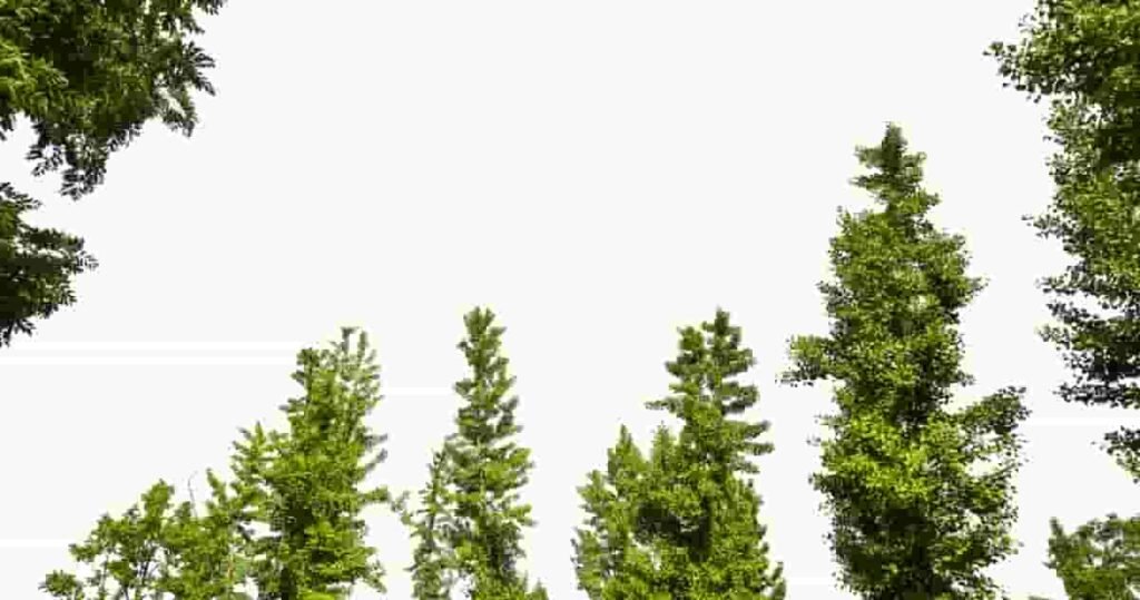 Tree Names in English and Hindi